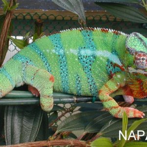 Ambilobe .... Napalm