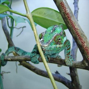 Male panther