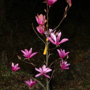 Japanese Magnolia