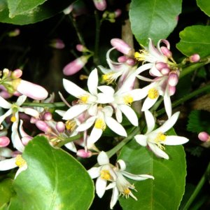 Orange Blossoms