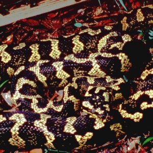 Jungel Carpet