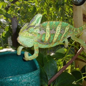 Male Veiled