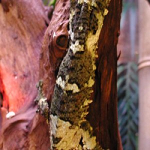 Patchy Fimbriatus Juvi