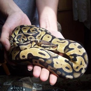 Pastel female when she was around 700 grams