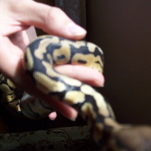 This pastel female also has yellow albino scales on her neck
