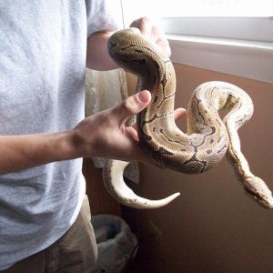 Beastly male pin aggressive breeder