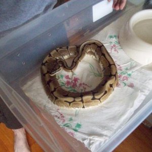 spider male high white