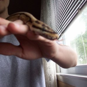 spider head