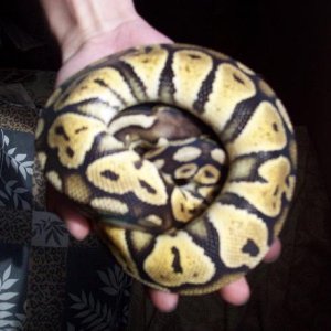 Male Graziani line Pastel