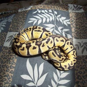 Lemon line pastel female