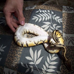 Lemon line pastel female belly shot