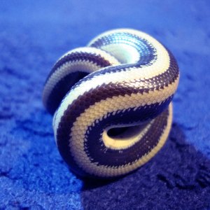 Guaymas rosy boa ball