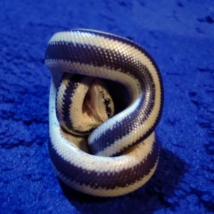 Guaymas rosy boa cone