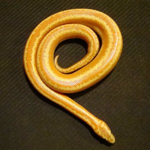 The juicy orange colored Chuckwalla Mountains