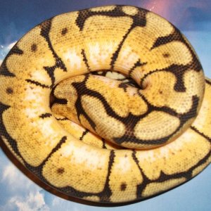 Just shed