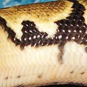 Het Pied Markers