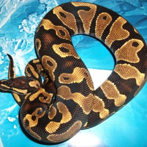YB Male