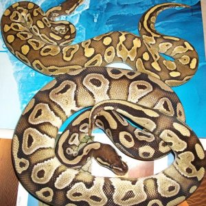 Lesser on top mojave on bottom