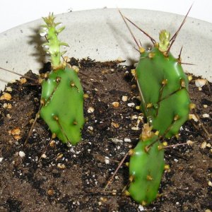 Cacti