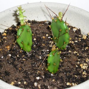 Cacti