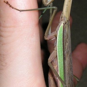 Mantis