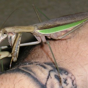 Mantis