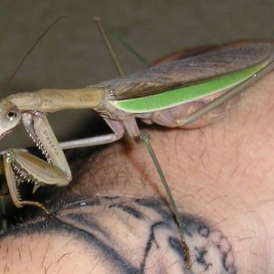 Mantis