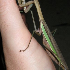 Mantis