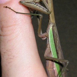 Mantis