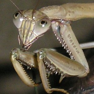 Mantis