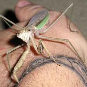 Mantis