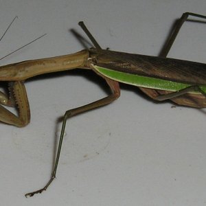 Mantis