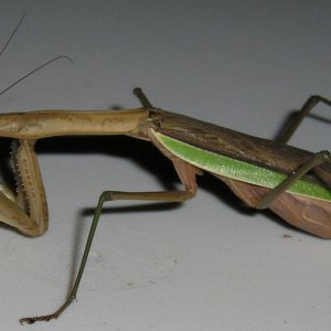 Mantis