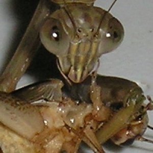 Mantis
