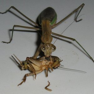 Mantis
