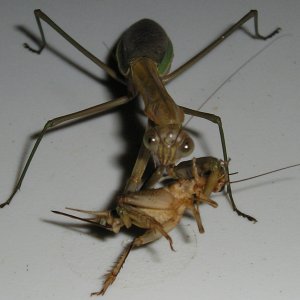 Mantis