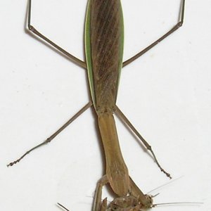 Mantis