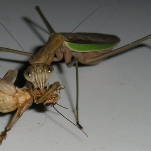 Mantis