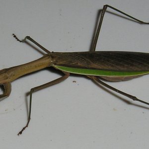 Mantis