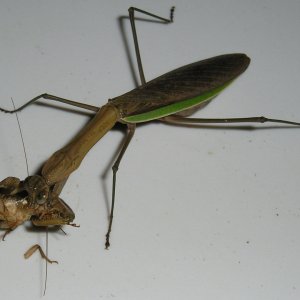 Mantis