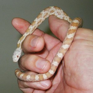 "moonshine" hypo (light phase)