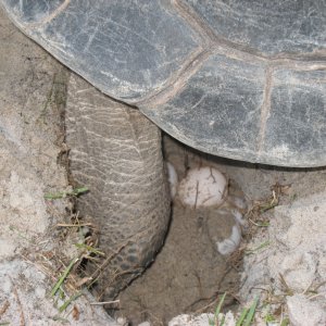 ALDABRA TORTOISE LAYING EGGS