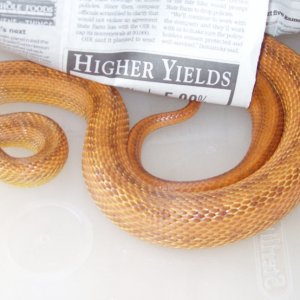 Ratsnakes