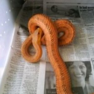 Ratsnakes