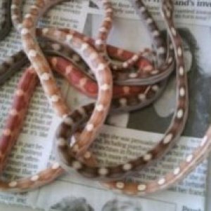 Ratsnakes