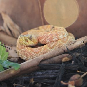 Paradox Albino Eastern Diamondback