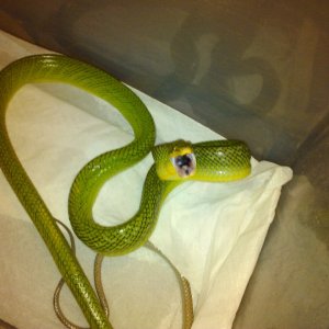 RED TAIL GREEN RAT