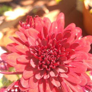 IMAG0772