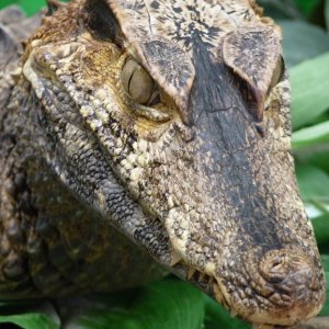&quot;Jackson&quot; my Schneider's Dwarf Caiman