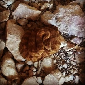 speck hangin out in a cave escaping the afternoon heat